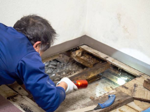 Best Insurance-Related Mold Remediation in Hanover, MN