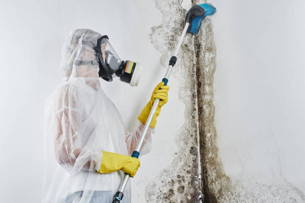 Best Emergency Mold Remediation in Hanover, MN