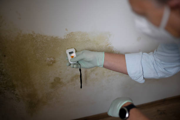 Best Mold Remediation for Schools in Hanover, MN
