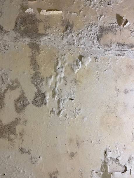 Best Attic Mold Remediation in Hanover, MN