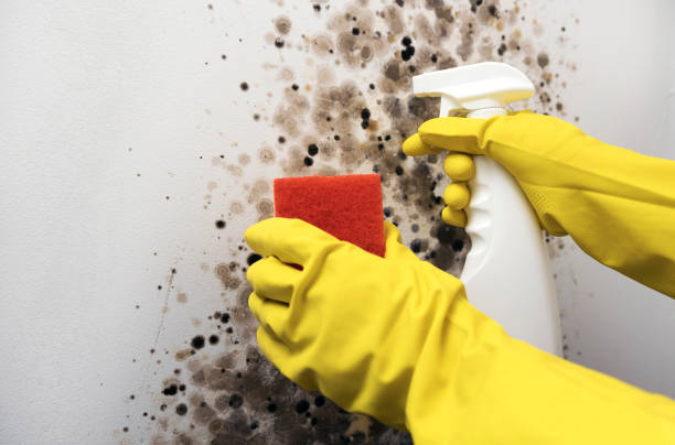 Best Residential Mold Remediation in Hanover, MN