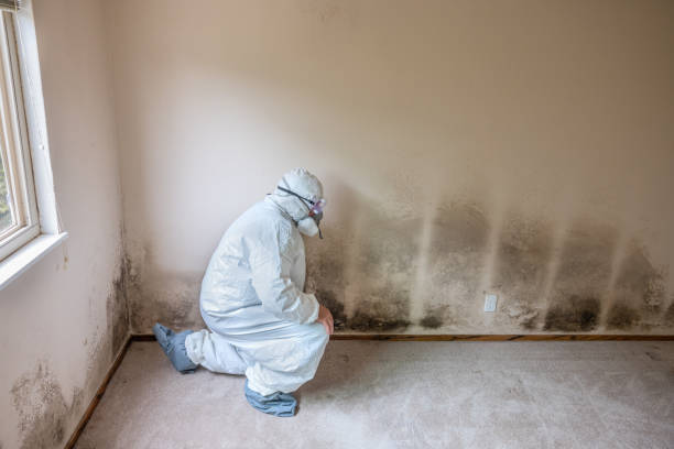 Best DIY Mold Remediation Support Services in Hanover, MN