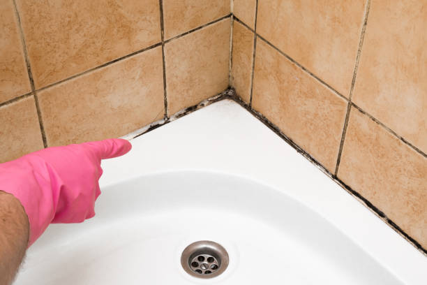 Best Kitchen Mold Remediation in Hanover, MN